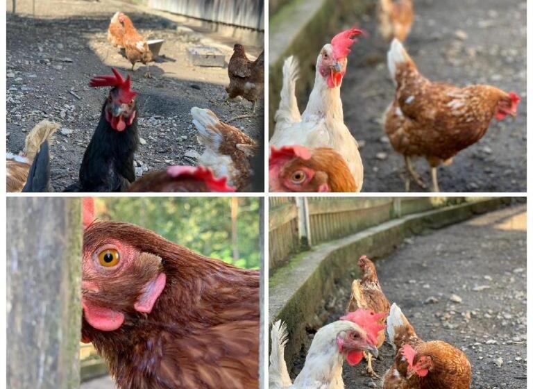 ペンション Landgasthof Blasini   Pfahlhof