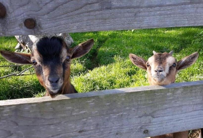 ペンション Landgasthof Blasini   Pfahlhof