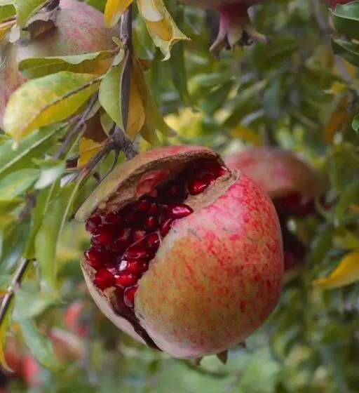 Grand Hotel Kapan, Armenia