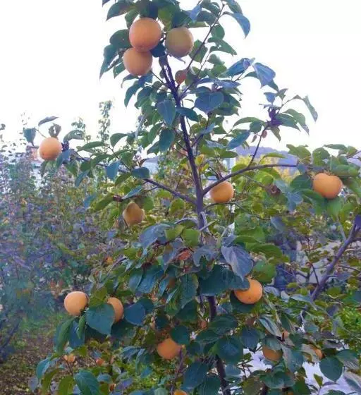 Grand Hotel Kapan, Armenia