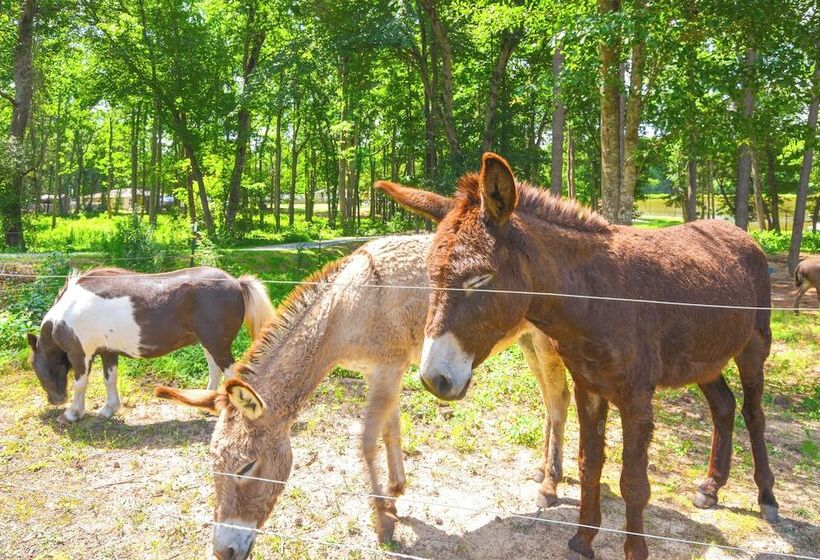 Waterfront Benson Retreat: Rescue Farm W/ A Lake!