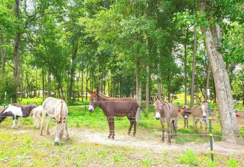 Waterfront Benson Retreat: Rescue Farm W/ A Lake!
