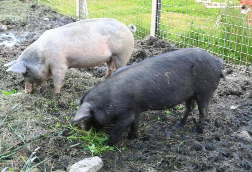 ホテル Bauernhof Biohof Sauschneider