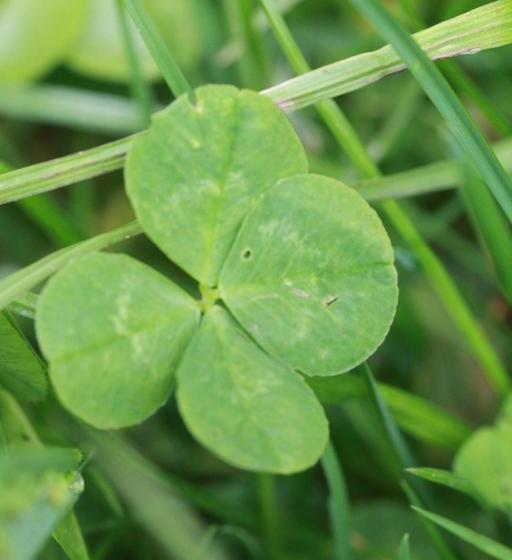 ホテル Bauernhof Biohof Sauschneider