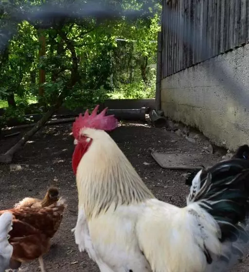 ホテル Bauernhof Grubinger