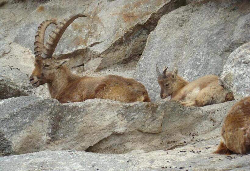 酒店 Haus Am Brunnen