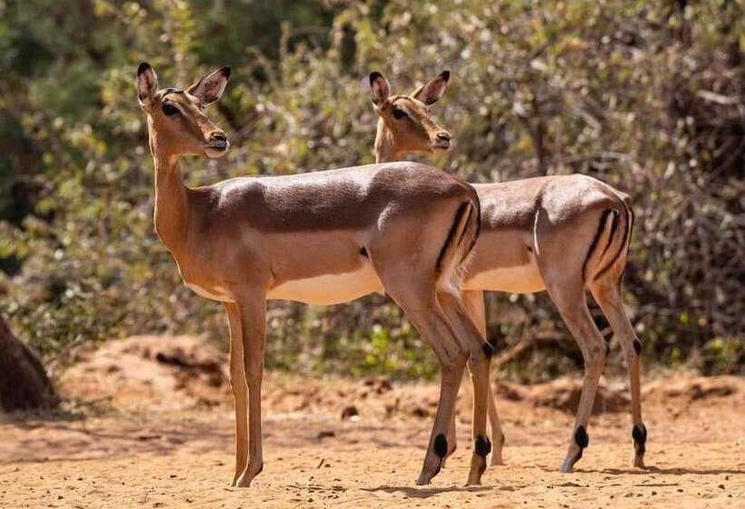 Отель Phakela Private Lodge