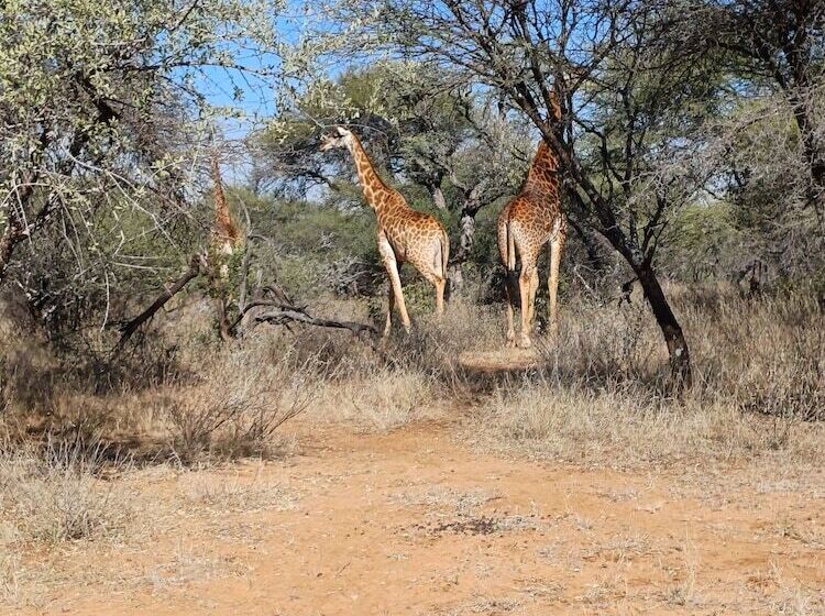 Отель Phakela Private Lodge