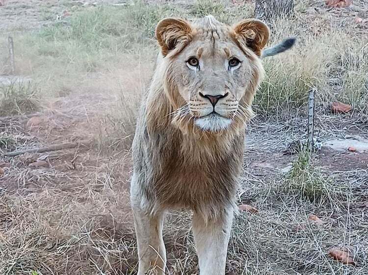 Отель Phakela Private Lodge