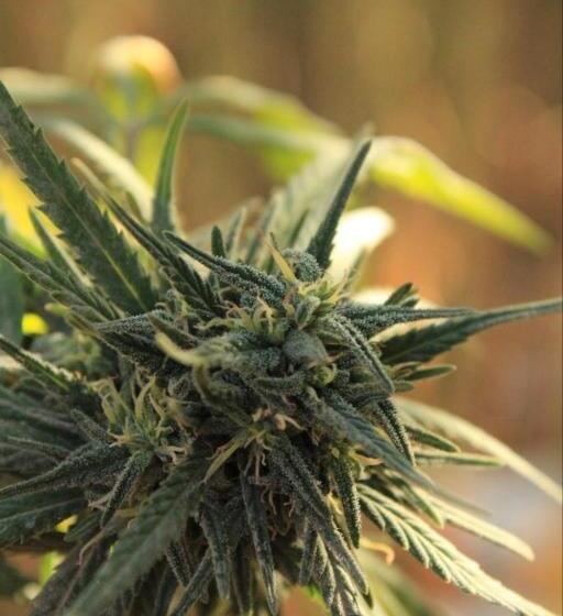 مبيت وإفطار Ketama Canabis