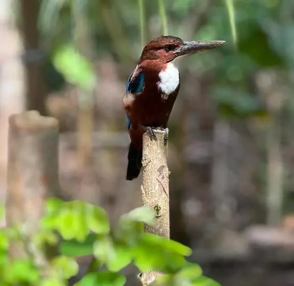 ペンション Birds Paradise Holiday Rooms  Kamburugamuwa