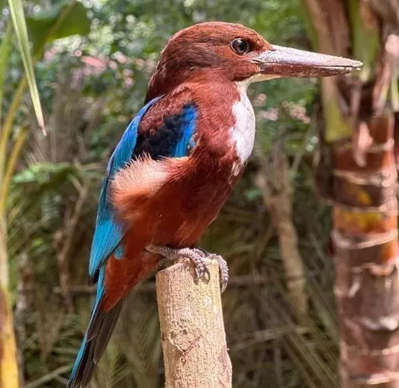 ペンション Birds Paradise Holiday Rooms  Kamburugamuwa