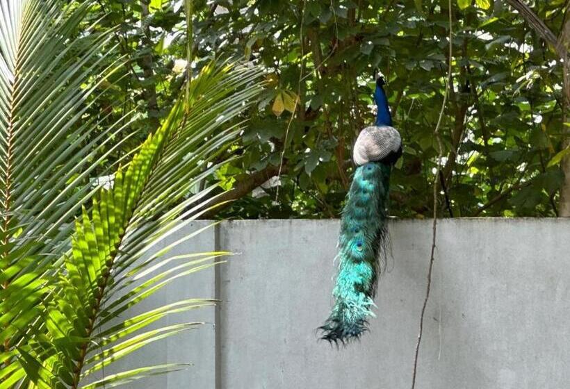 بنسيون Birds Paradise Holiday Rooms Kamburugamuwa