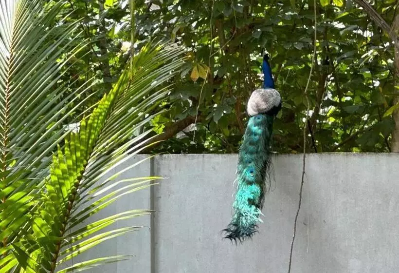 ペンション Birds Paradise Holiday Rooms  Kamburugamuwa