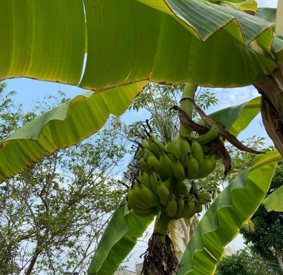 پانسیون Casafinca Turbaco En Mompox Con Parqueadero