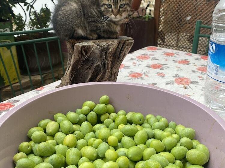 펜션 şirince Lotus Konakları