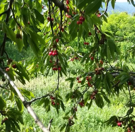 Majatalo Adagio Guesthouse