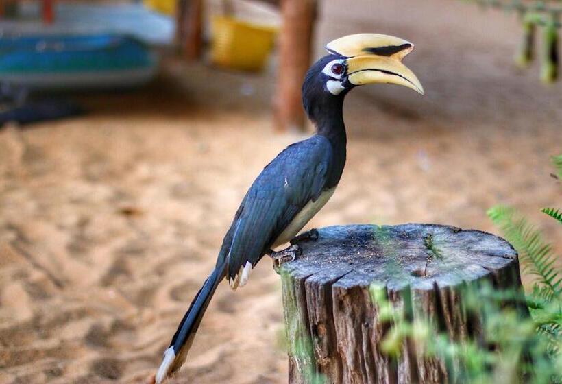 פנסיון Hornbill Bungalow Koh Chang Ranong