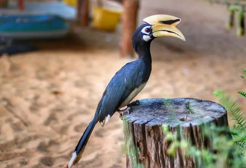 Majatalo Hornbill Bungalow Koh Chang Ranong