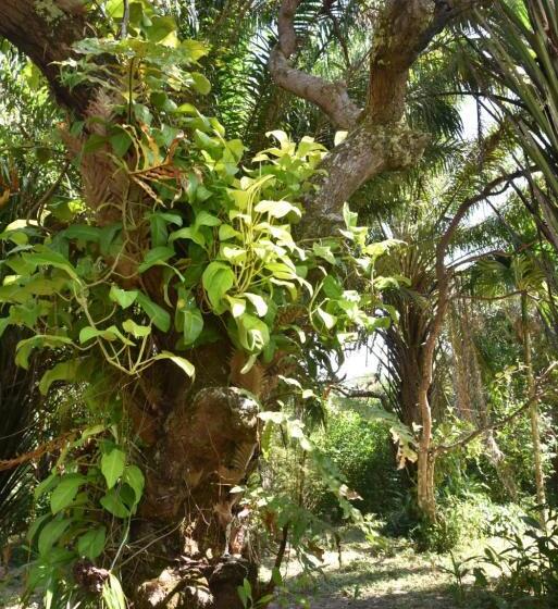 فندق صغير Cococo