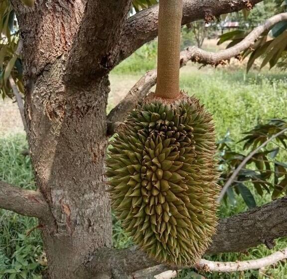 ホテル สวนทุเรียน นันนัน มีดี รีสร์อท