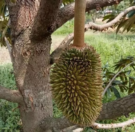 ホテル สวนทุเรียน นันนัน มีดี รีสร์อท