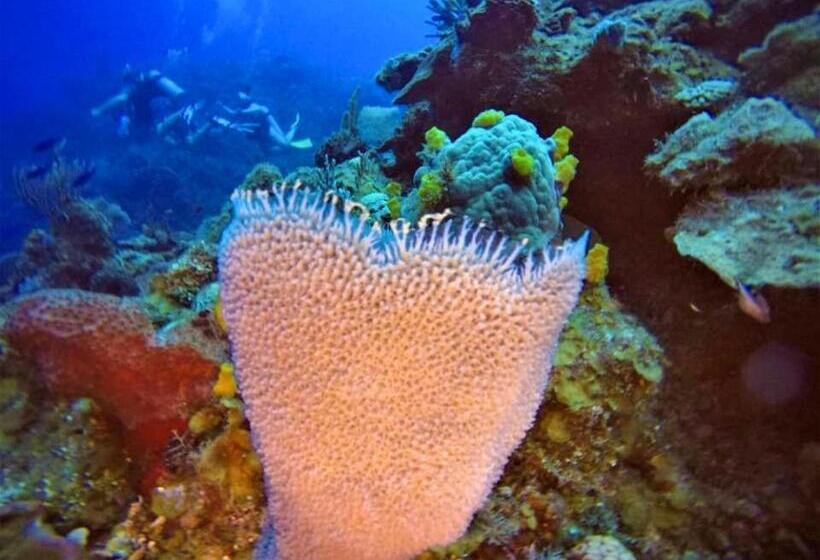 استراحتگاه Villas De Cisnes Queen Studio