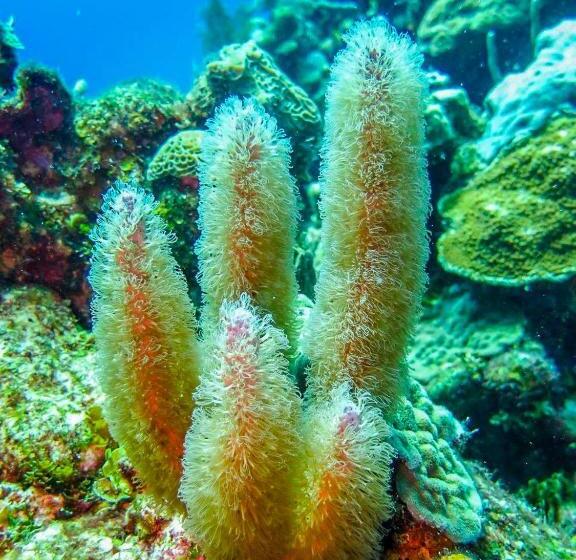 استراحتگاه Villas De Cisnes Queen Studio