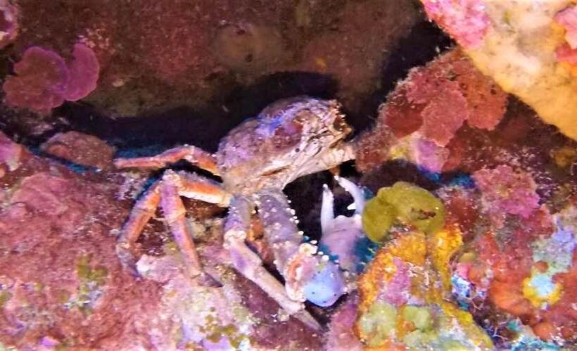 استراحتگاه Villas De Cisnes Queen Studio