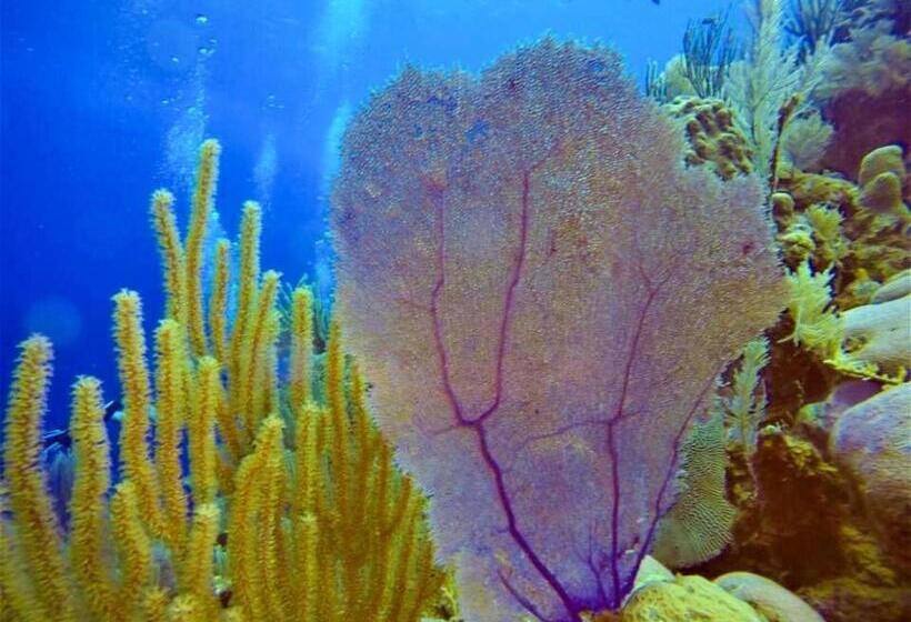 استراحتگاه Villas De Cisnes Queen Studio