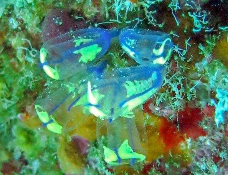 استراحتگاه Villas De Cisnes Queen Studio