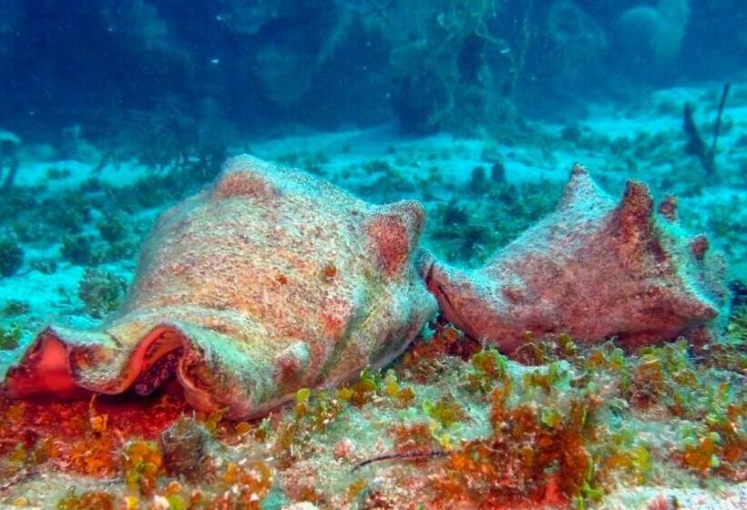 استراحتگاه Villas De Cisnes Queen Studio