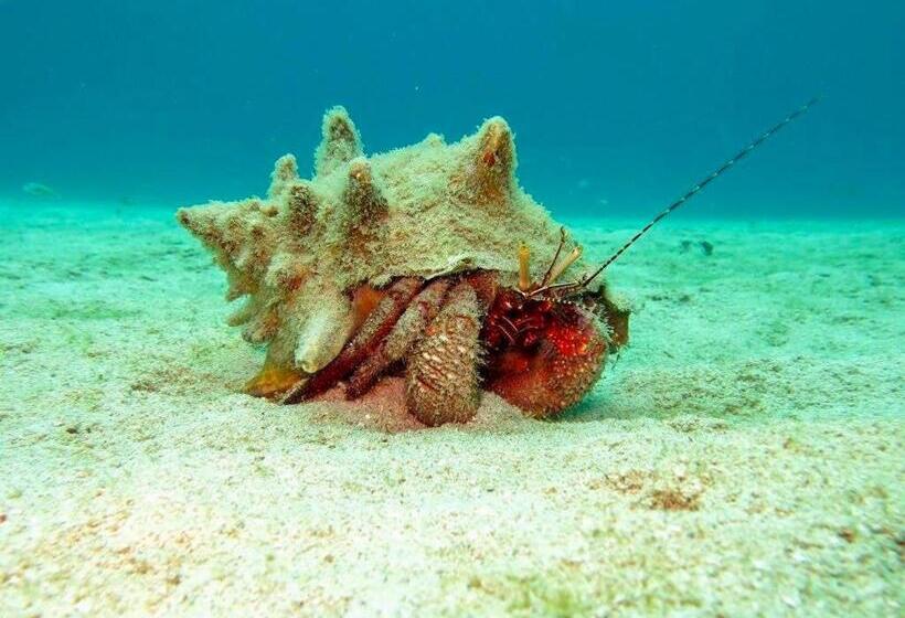 استراحتگاه Villas De Cisnes Queen Studio