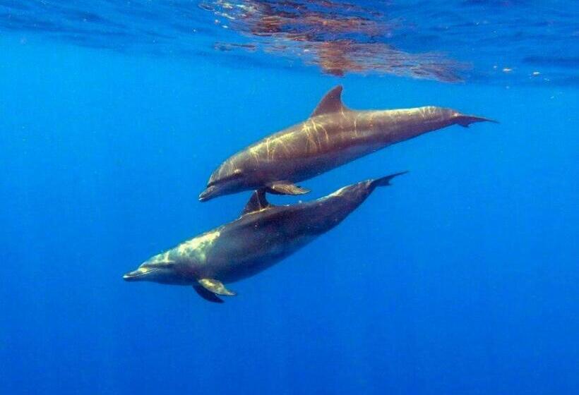 استراحتگاه Villas De Cisnes Queen Studio