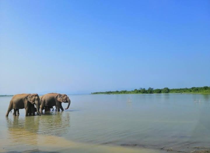 Hotel Nature Elephant Safari Resort