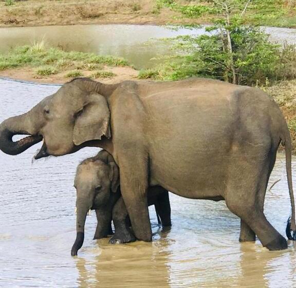 Hotel Nature Elephant Safari Resort