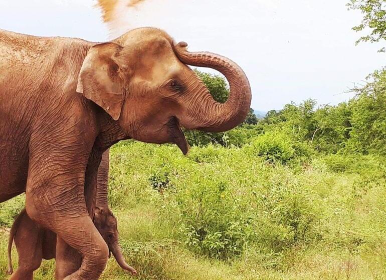 Hotel Nature Elephant Safari Resort