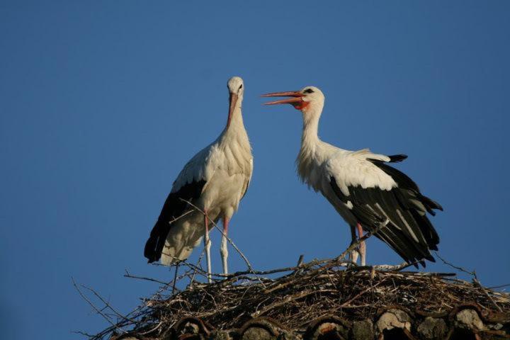 펜션 Hostal Restaurante Nuria