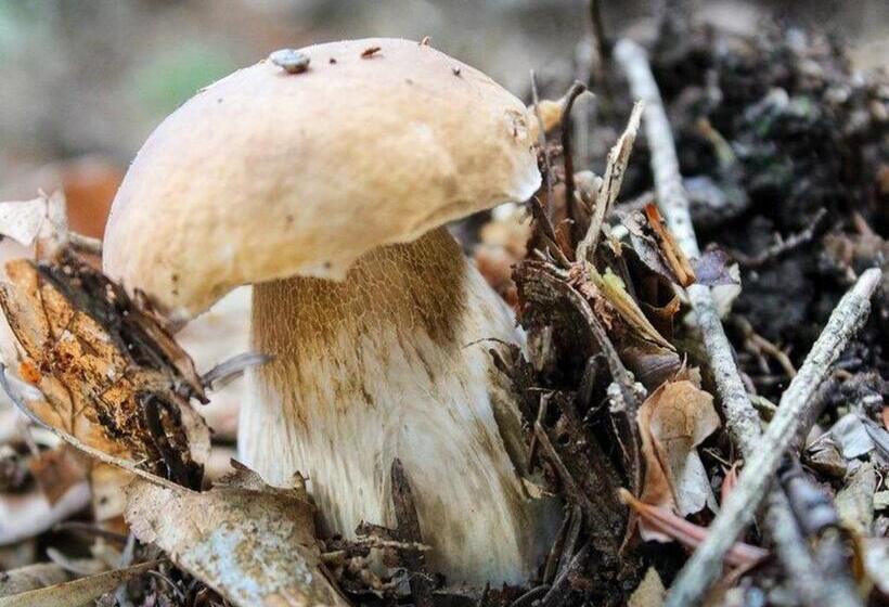 بنسيون Guestroom Saint Privat D Allier, 1 Pièce, 2 Personnes Fr 1 582 423