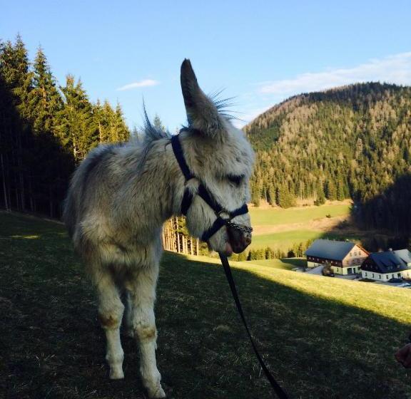 Отель Ferienstadl Hammerau
