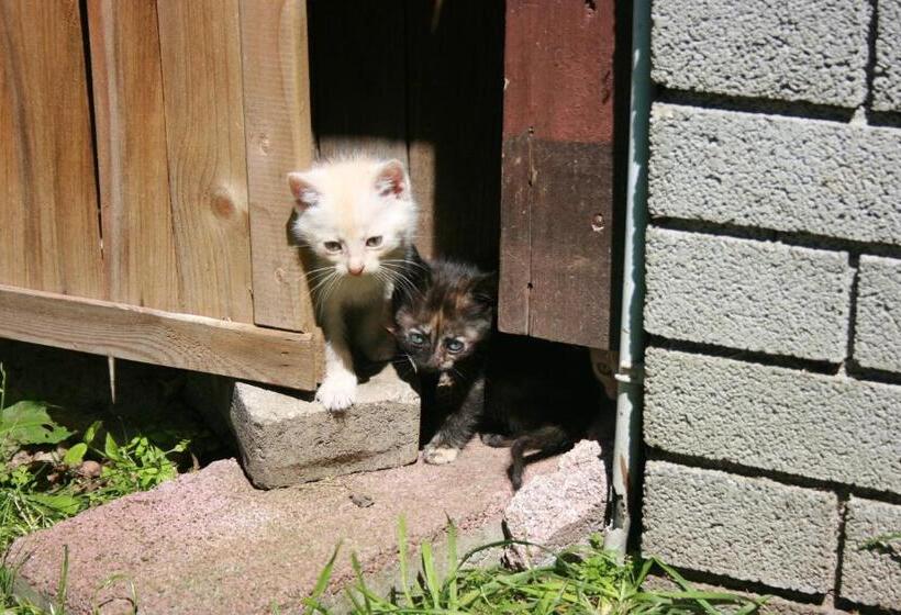 酒店 Gasthof Gutmann