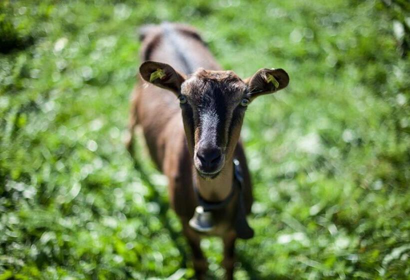 酒店 Haus Theresia