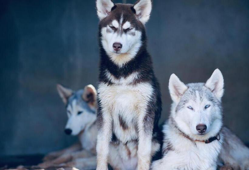 هاستل Seven Tales