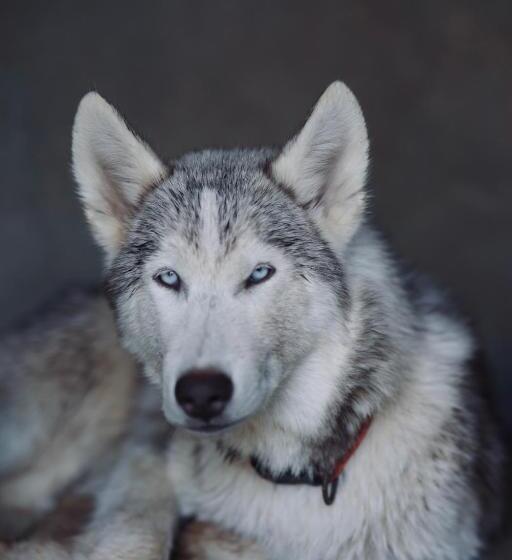 هاستل Seven Tales