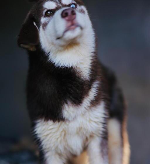 هاستل Seven Tales