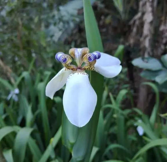 Aamiaismajoitus (B&B) Casita Maripier Colón