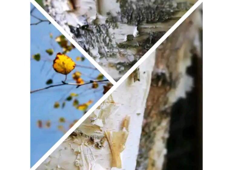 ペンション Terra E Radici_ Betula