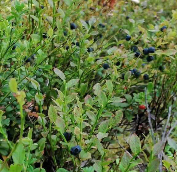 تختخواب و صبحانه Birgittagården Gästhem Birgittasystrarna