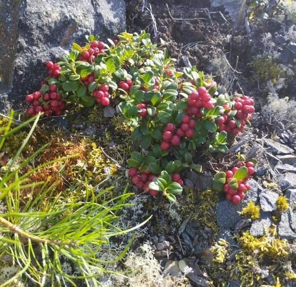 تختخواب و صبحانه Birgittagården Gästhem Birgittasystrarna