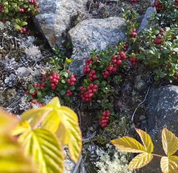 ベッドアンドブレックファースト Birgittagården   Gästhem   Birgittasystrarna